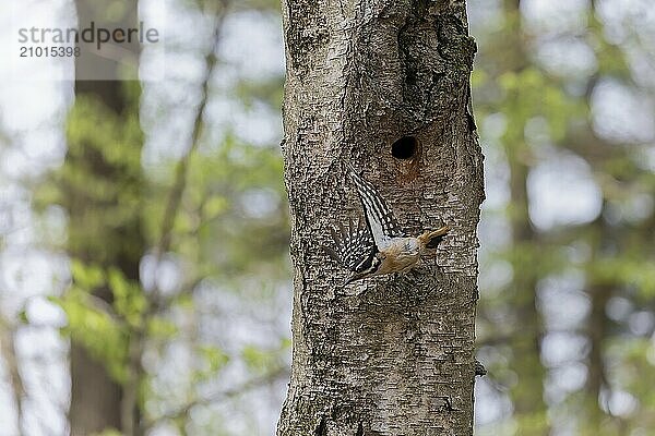 Natural scene from Wisconsin state park during nesting