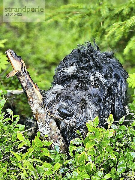 Portrait of a Goldendoodle dog. The dog is lying in the forest between blueberry bushes with curly long black light brown fur. Family dog. Pet photo of a dog