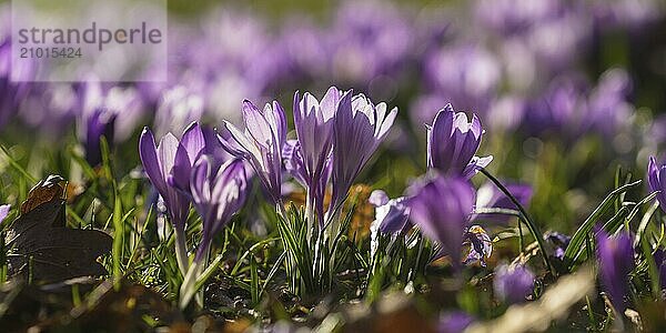 Crocus meadows near Zavelstein