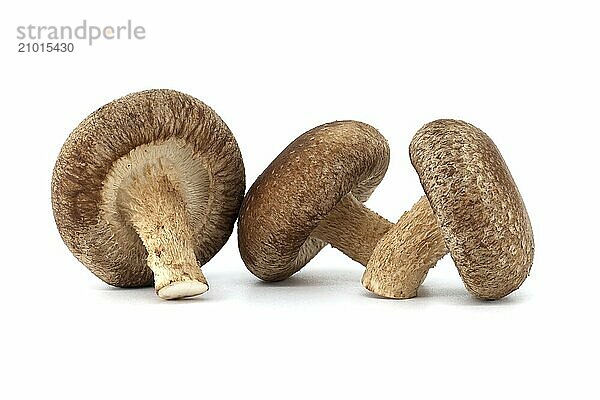 Fresh shiitake mushrooms  known for their health benefits and pharmacological properties  are isolated on a white background