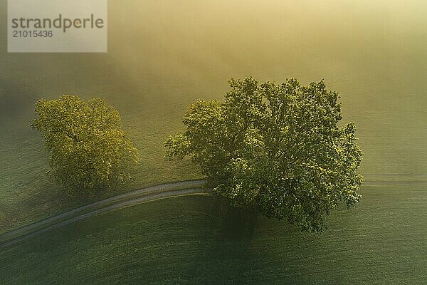 Aerial view of two trees in the morning light  fog  oak trees  Murnau  Alpine foothills  Upper Bavaria  Bavaria  Germany  Europe