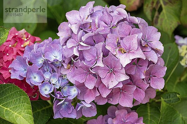 Hydrangea flower (Hydrangea)  Bavaria  Germany  Europe