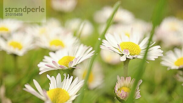 Daisy field with much bokeh on a meadow. Many flowers in ground view  Delicate colors in nature