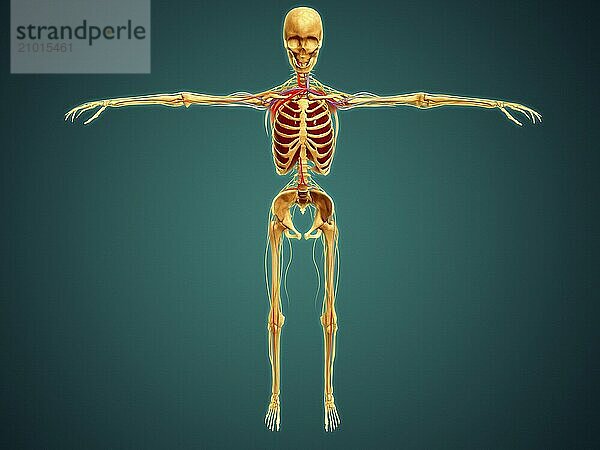 Front view of human skeleton with nervous system  arteries and veins