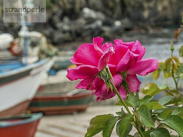 Pink flower in the foreground  with blurred boats in the background in the harbour  Funchal  madeira  portugal