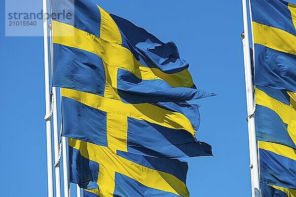 Several swedish flags flying on flagpoles