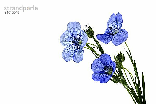 Close-up of a vibrant and beautiful blue flax flower in close up over white background and free space for text