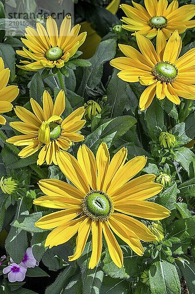 Yellow black-eyed-susans (Rudbeckia)  Allgäu  Bavaria  Germany  Europe