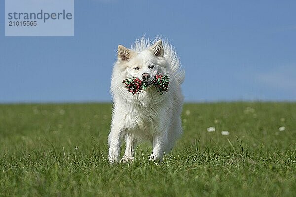 Retrieving Icelandic Hound