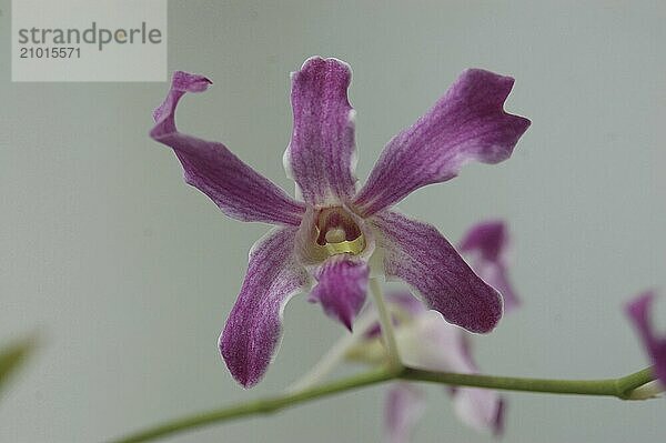 Purple orchids on grey background