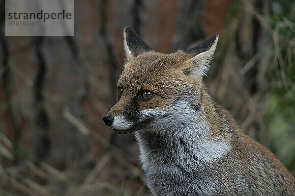 Vulpes vulpes  italy