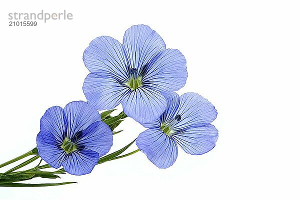 Blue flax blossom in close up over white background  beautiful blue flax flower and free space for text