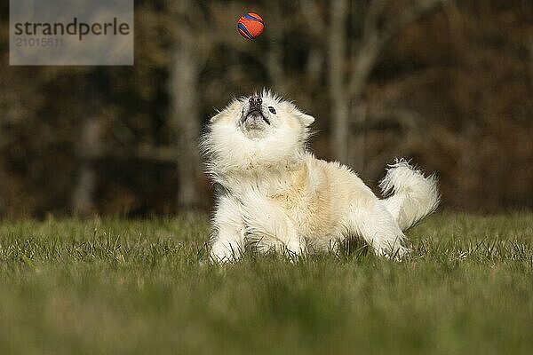 Ball games with my Icelandic dog