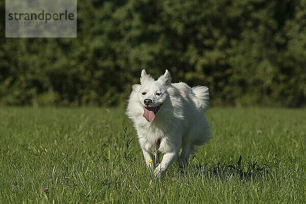 Icelandic hound (Ruede  cream coloured)