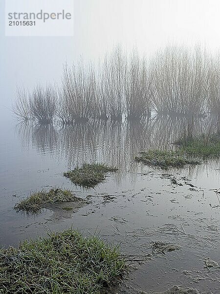 A foggy morning photo of grass patches in water leading to silhouetted plants in north Idaho