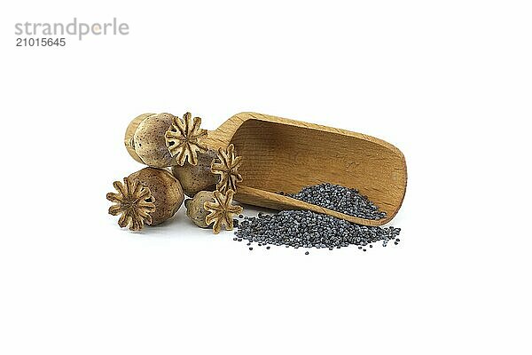 Poppy seeds in wooden scoop and poppy seed pods isolated on white background  full depth of field