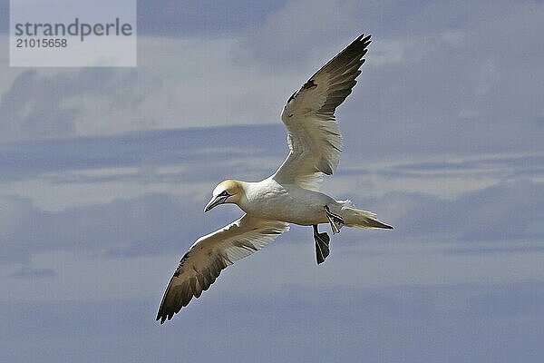 Basstoelpel  Morus bassanus  Northern gannet