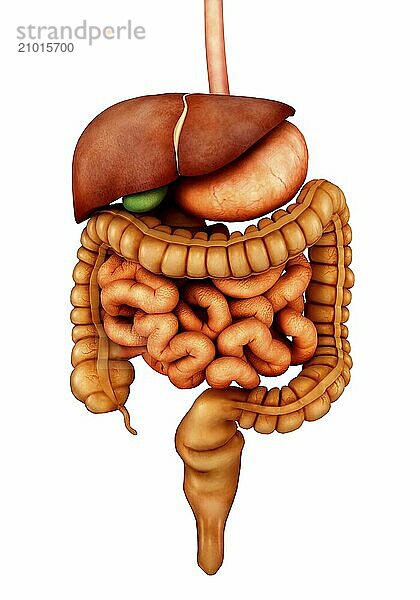 Anatomy of human digestive system  front view