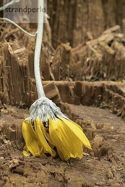 A wilting yellow flower lays over the stump of a pine tree in north Idaho