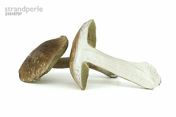 Boletus edulis  Cep or penny bun mushroom isolated on white background  edible and medicinal mushrooms