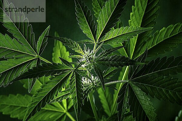 Cannabis plant with green leaves and white flowers on a dark background. Growing organic medicinal hemp indoors for CBD