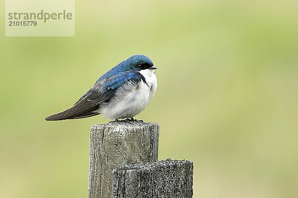 A small tree swallow rests on a wooden post near Coeur d'Alene  Idaho