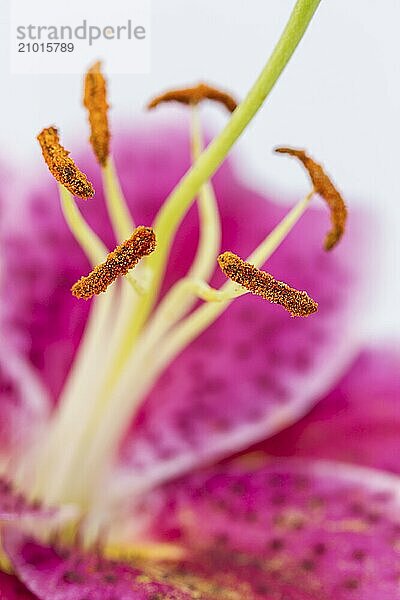 A close up of a pretty purple lily on a white background