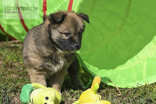 Six-week-old puppy (Icelandic dog)