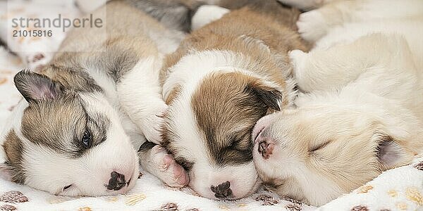 Three-week-old Icelandic dogs