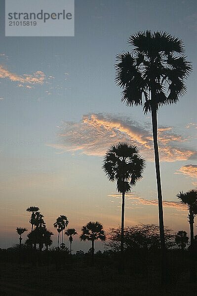 Sunrise among the palms  Tamil Nadu  South India