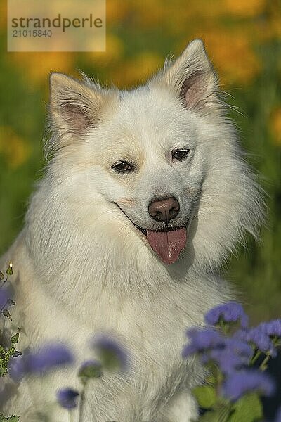 Icelandic dog  photographed in the flower beds of Stuttgart's Killesbergpark