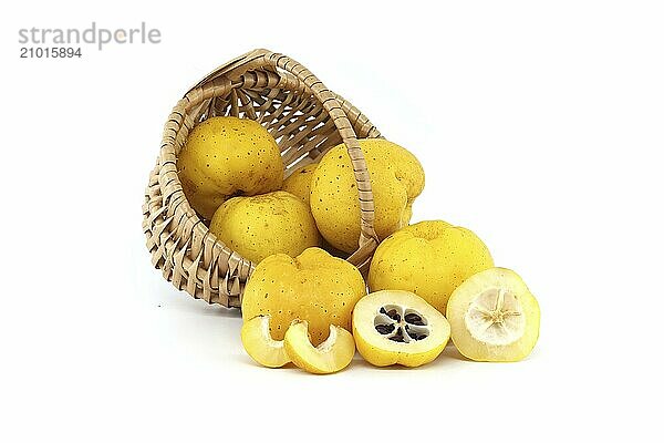 Wicker basket overflowing with fresh and vibrant yellow quince fruits on a white background  whole and half-cut quince fruits are scattered around the basket