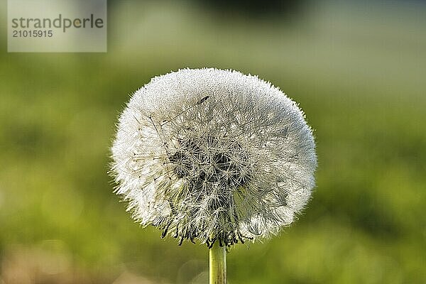 Dandelion with dewdrops on a green meadow. With beautiful bokeh in great light mood