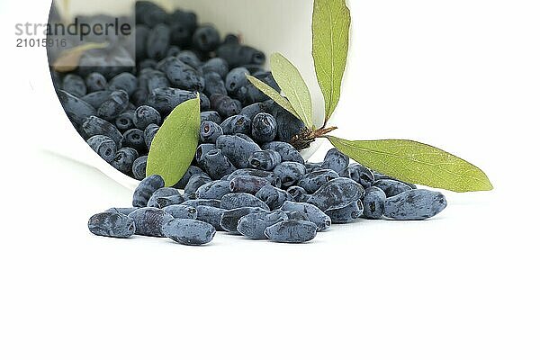 Borealis Honeyberry berries and twig with leaves and berries isolated on white background