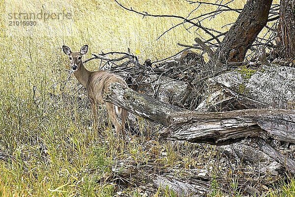 A female white tailed deer stands near a cluster of trees at the Kootenai WIldlife Refuge in north Idaho