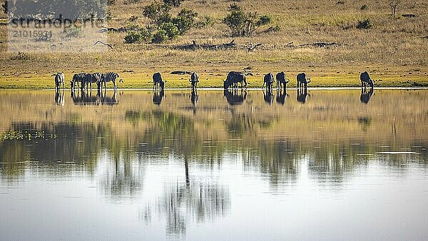 Herd of blue wildebeest (Connochaetes taurinus) drinking at a waterhole  Manyeleti Game Reserve  South Africa  Africa