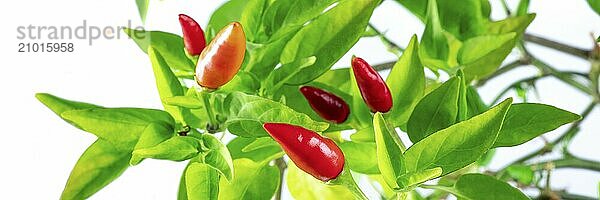 Organic red pepper plant panorama  with green leaves  on a white background  a panoramic banner with fresh peppers  Food photography  Food photography