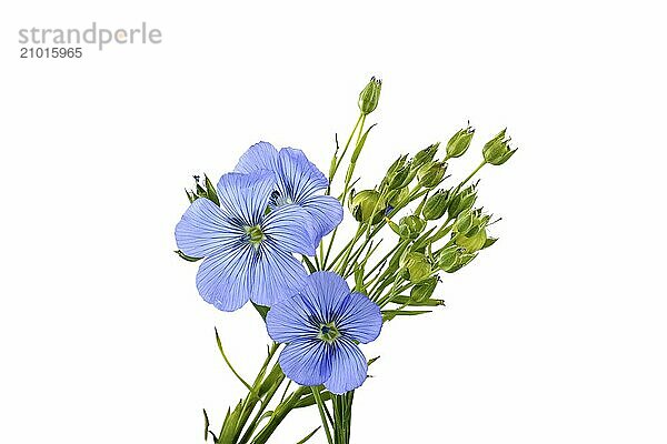 Blue flax blossom and plants with leaves in close up isolated on white background