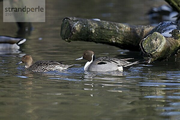 Spiessente  Maenchen  Anas acuta  northern pintail  male