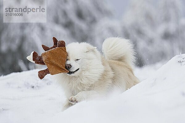 Retrieving in the snow