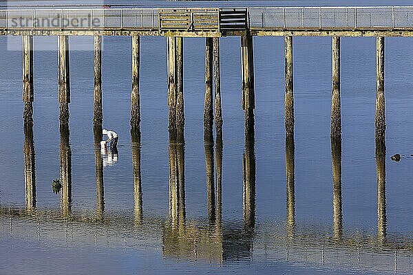 A man is clam digging in Tillamook bay in Garibaldi  Oregon