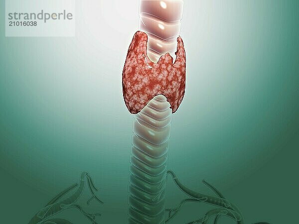 Close-up view of thyroid gland