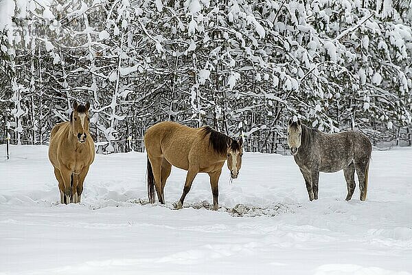 Three beautiful horses in a snowy pasture in north Idaho