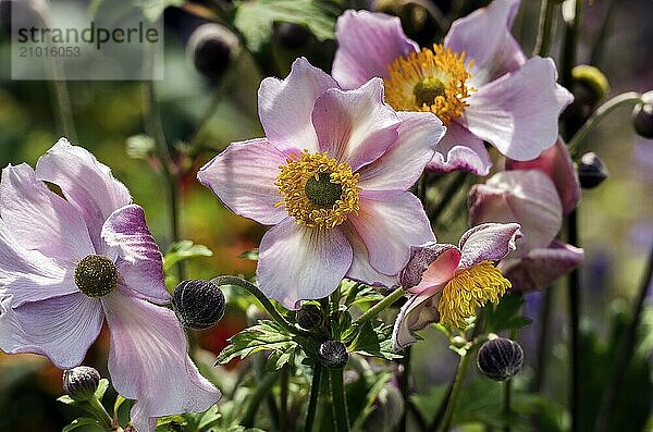 Anemone  Allgäu  Bavaria  Germany  Europe