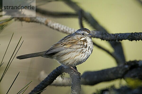 A cute little song sparrow is perched on a branch in the light near Coeur d'Alene  Idaho