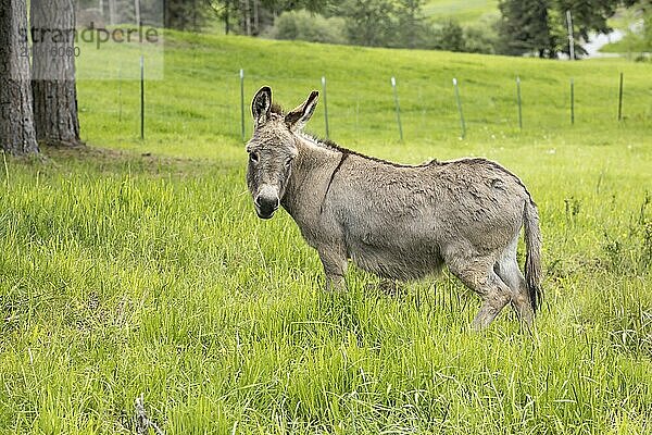 A cute miniature donkey stands in the grassy pasture in north Idaho