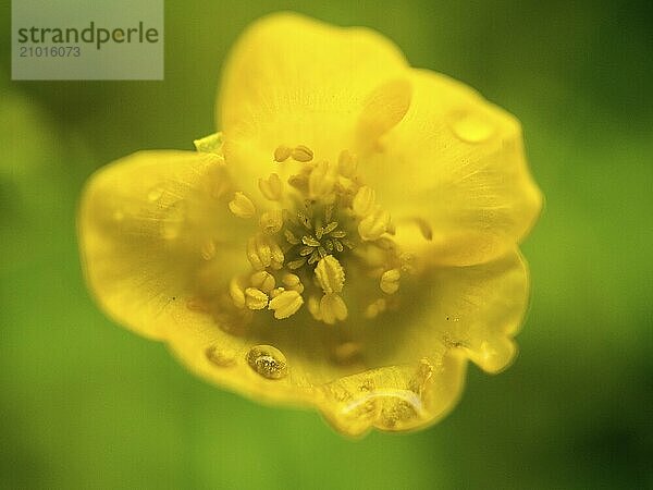 Wild flowers with light mood in bokeh. Fine petals. Nature shot from the plant world. Flowers image