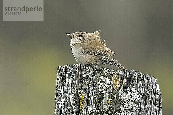 A small wren perched on a ppost on a windy day in north Idaho