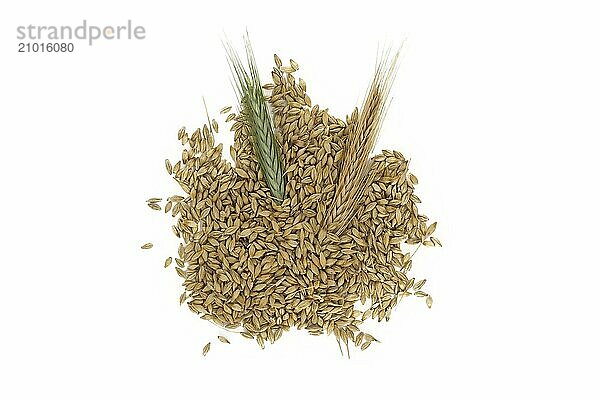 Barley seeds with the outer husk and barley ears isolated on white background  new grain harvest concept