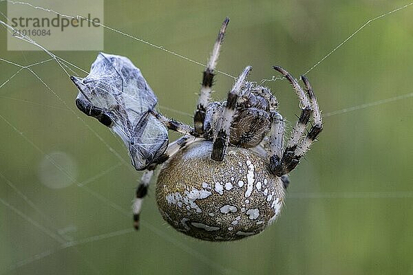 Marbled orb-weaver (Araneus marmoreus)  Emsland  Lower Saxony  Germany  Europe